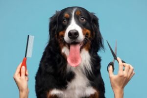 Bernese Mountain Dog grooming