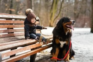 Bernese Mountain Dog