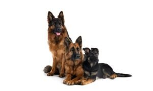 Sable German Shepherd Puppies