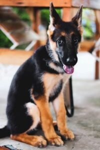 Black and Red German Shepherd Puppies