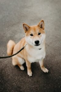 Shiba Inu German Shepherd Mix