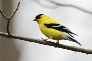  American Goldfinch