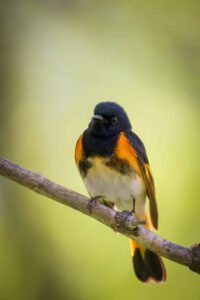 American redstart