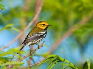 Black-throated Green Warbler.