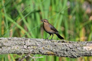 Brewer's Blackbird