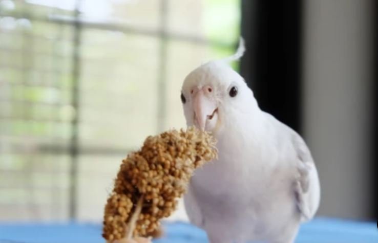 Whiteface Cockatiel