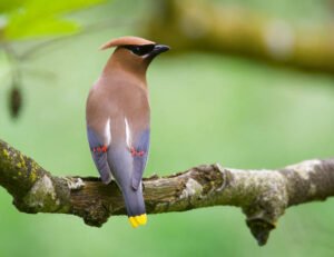 Cedar Waxwing 