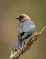 Cowbird