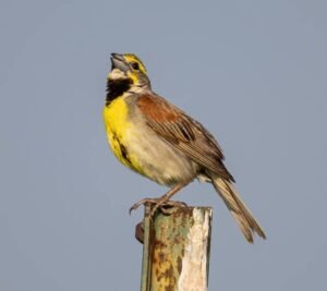 Dickcissel