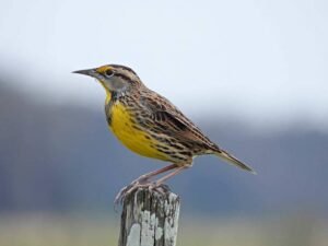 Eastern Meadowlark