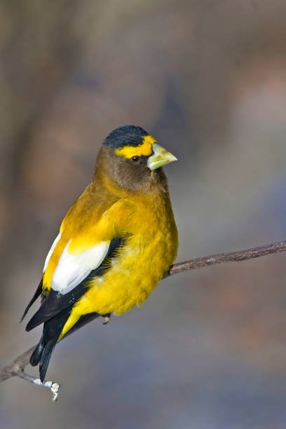 Evening Grosbeak 