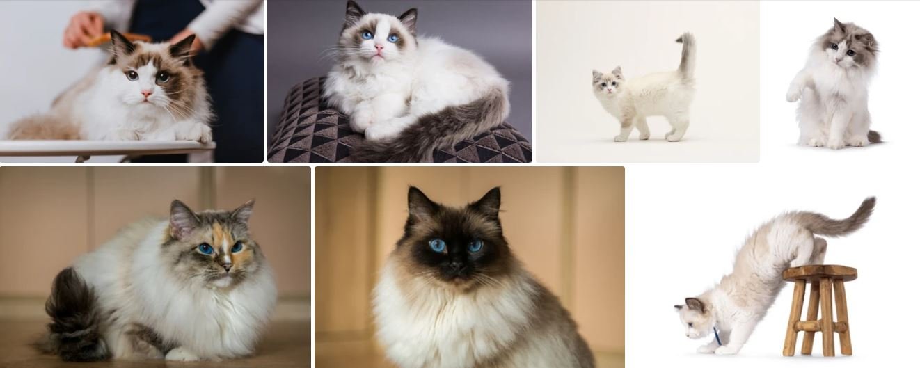 Featured Ragdoll cats