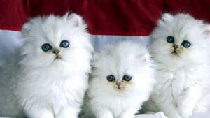 lilac Persians