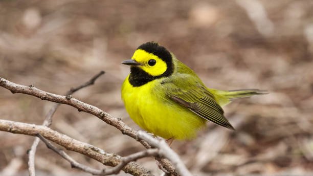 The hooded warbler