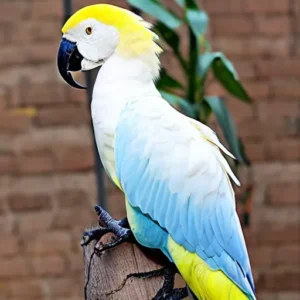 What Is an Albino Hyacinth Macaw? Facts, Rarity, and Price 2 rare hyacinth macaw