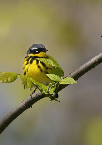 Magnolia Warbler