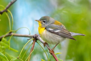 Northern Parula