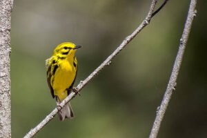 Prairie Warbler 