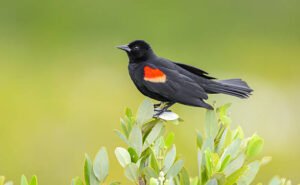 Red-winged Blackbird