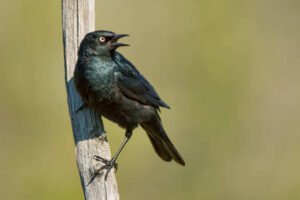  Rusty Blackbird