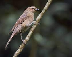 Shiny Cowbird