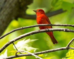 Summer Tanager 