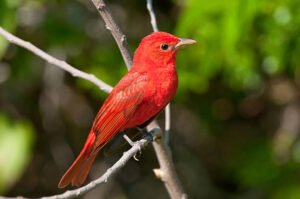 Summer Tanager