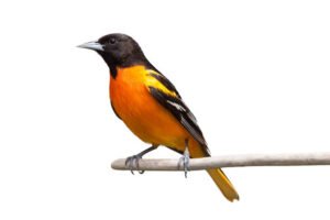 The Baltimore Oriole