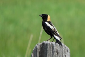 The Bobolink
