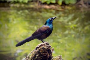 The Common Grackle