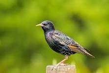 The European Starling