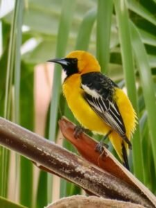 The Hooded Oriole