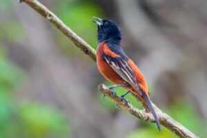The Orchard Oriole