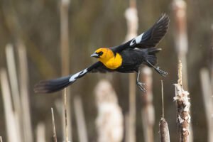 The Yellow-headed Blackbird