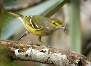 A white-eyed vireo 