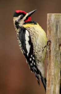 A Male Yellow-Bellied Sapsucke