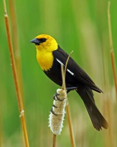 Yellow-headed Blackbird 