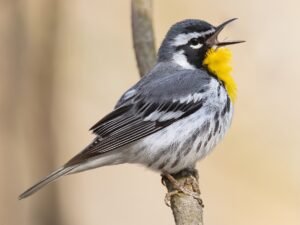 Yellow-throated Warbler