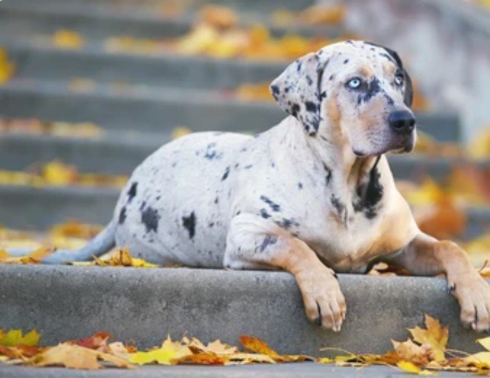 border collie x catahoula mix