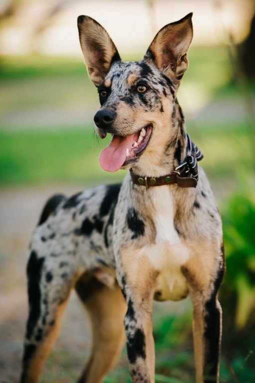 border collie, catahoula mix