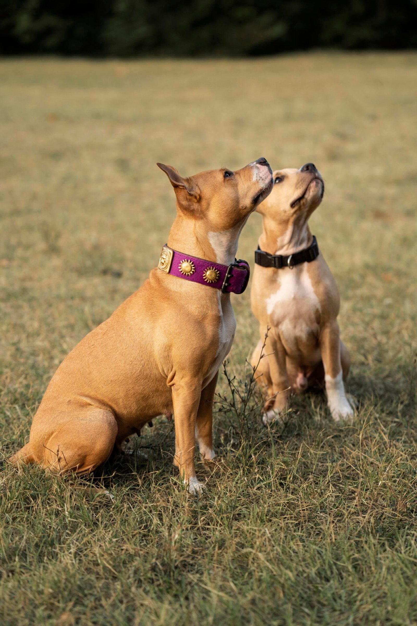 Stylish Dog Collar