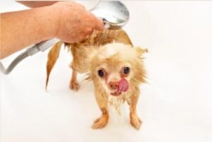 Chihuahua's Brush