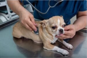 Chihuahua's heart health