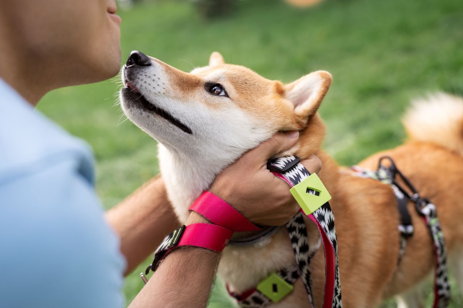  Dog Collar