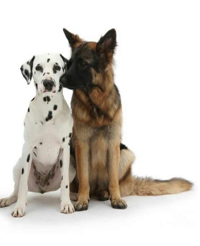German Shepherd