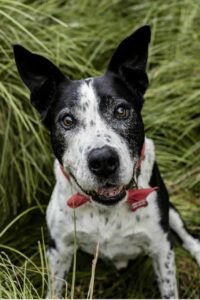 Dalmatian and German Shepherd Mix