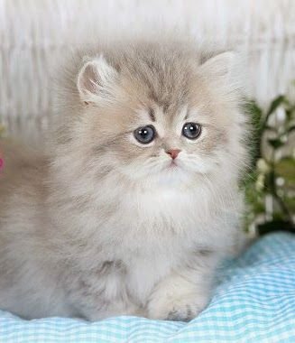 lilac Persian 