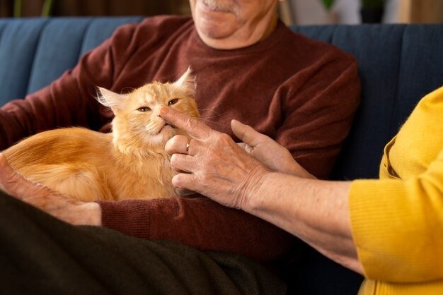 Orange American Bobtail