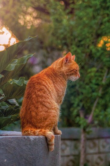 Orange Tabby American 