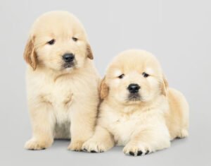 Golden Retriever Puppies for Sale $200